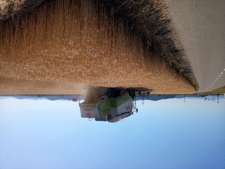 Žetev pšenice na območju Kamnika